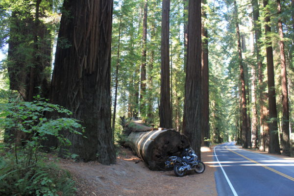 Redwood_MQ