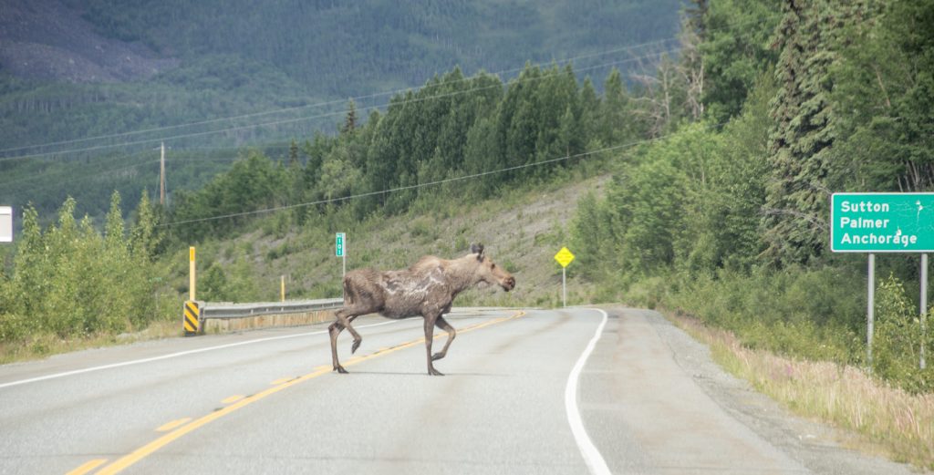 Alaskan Moose Crossing