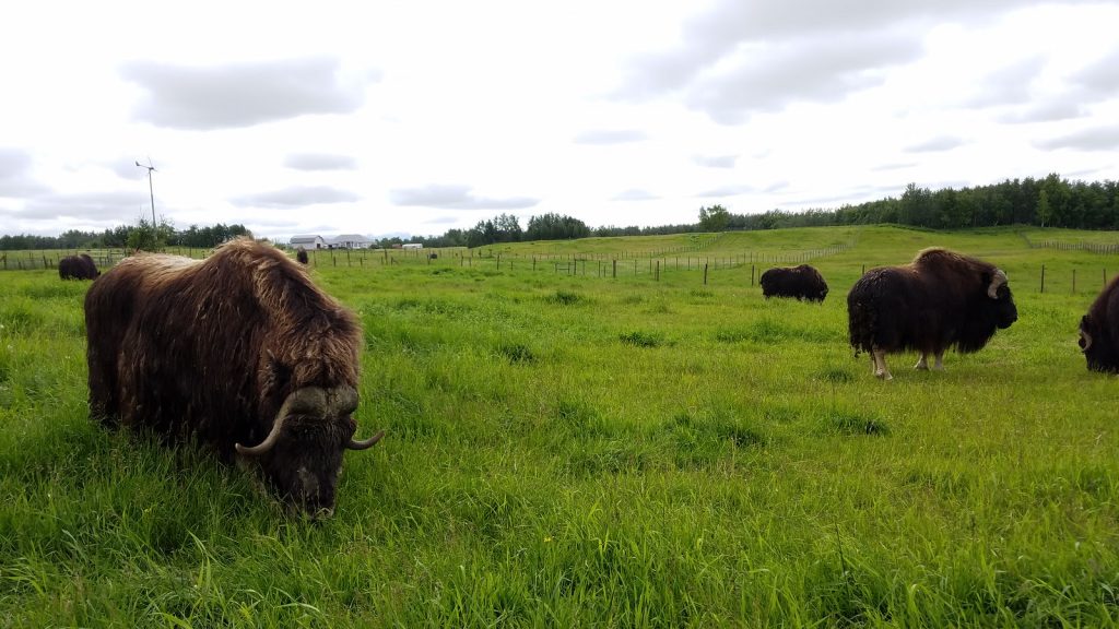 Musk Ox in Alaska