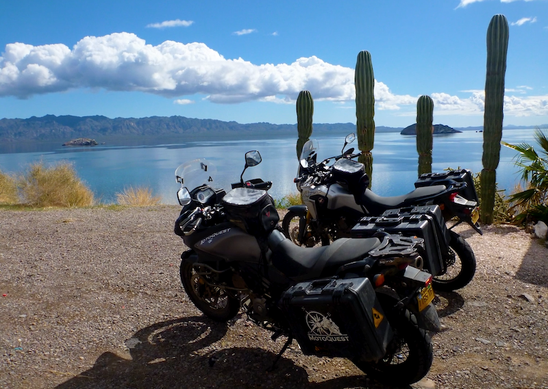 Bike Lineup with Baja Cactus