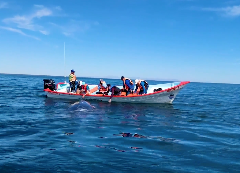 Whale Watching in Baja